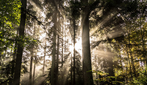 Sunlight streaming through trees in forest