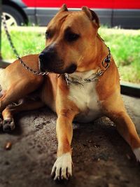 Close-up of dog