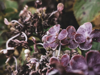 Close-up of purple flowering plants