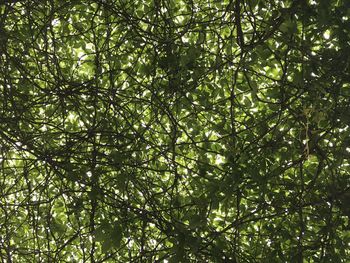 Low angle view of trees in forest