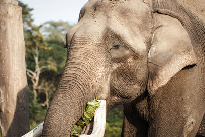 Close-up of elephant