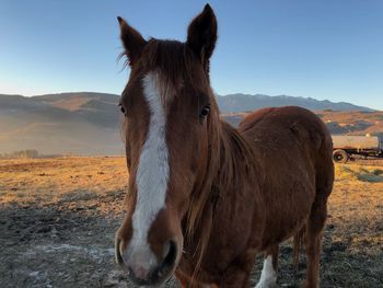 Horse standing on field against sky