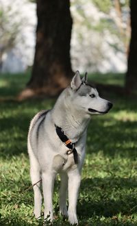 View of dog looking away on field