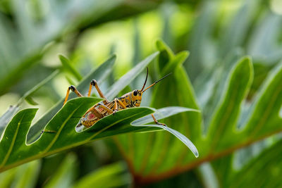 Orange. yellow and red eastern lubber grasshopper romalea microptera also called romalea guttata 