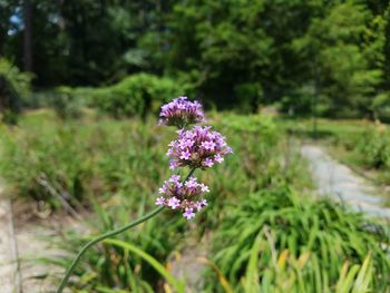 Close-up of purple flowers