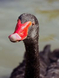 Close-up of swan in lake