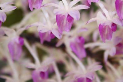 Close-up of pink flowering plants