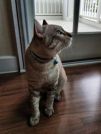 Cat looking away while standing on hardwood floor