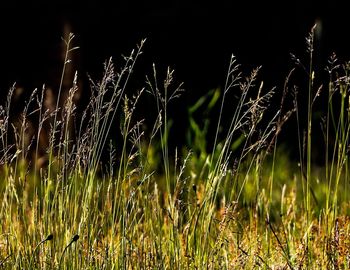 Close-up of crops growing on field against sky