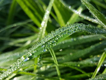 Close-up of wet plant