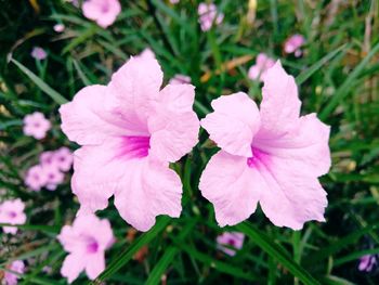 Close-up of pink flowering plant