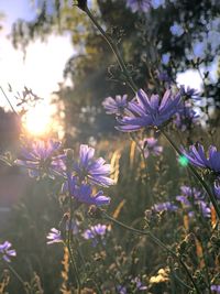 Close-up of purple flowering plants on field