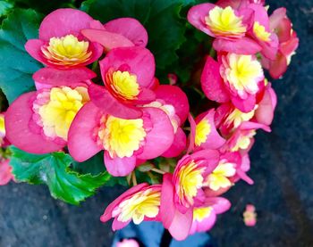 Close-up of yellow flowers