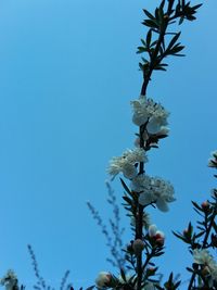 Low angle view of flowering plant against clear blue sky