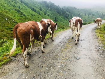 Cows grazing on road