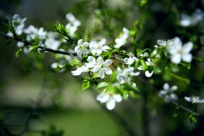 Close-up of white flowers on tree