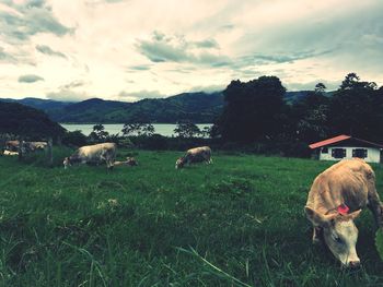 Cows grazing on field against sky