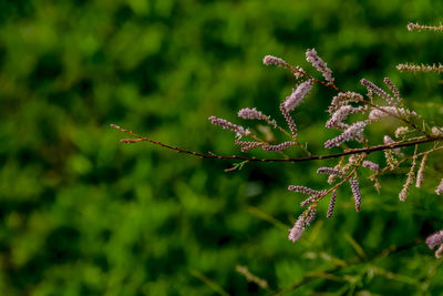 Close-up of flowering plant