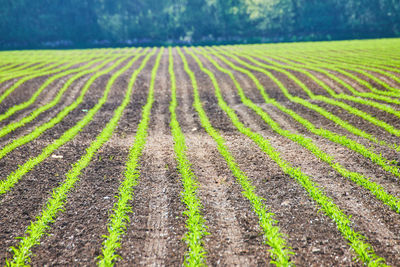 Full frame shot of agricultural field