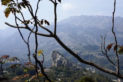 Scenic view of tree mountains against sky