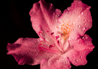 Close-up of pink flower