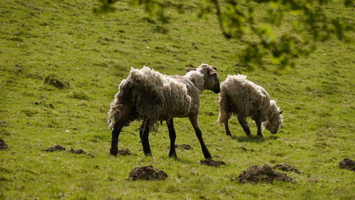 Sheeps  grazing on field