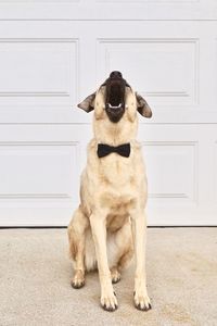 Dog barking while sitting against door