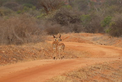 Deer standing on street in national park 