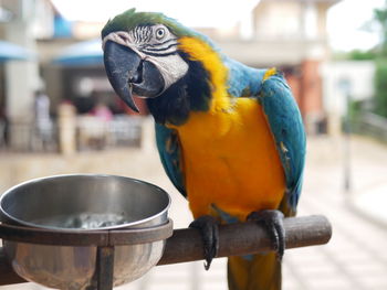 Close-up of parrot eating food