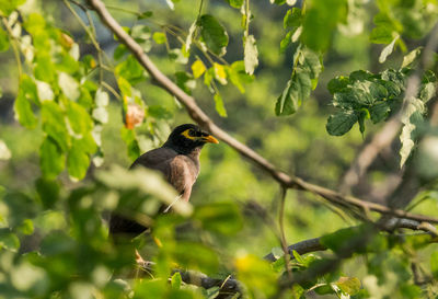 Bird perching on a tree