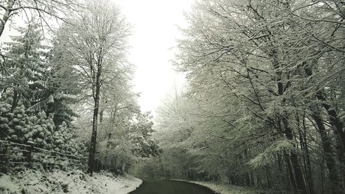 Bare trees by road