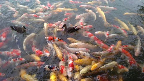 High angle view of koi carps swimming in sea