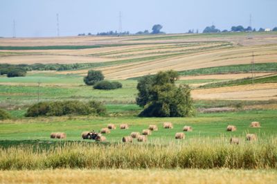 rural scene