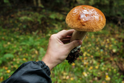 Close-up of hand holding mushroom growing on field