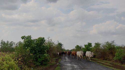 View of dirt road amidst plants against sky