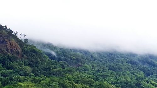 Scenic view of forest against sky
