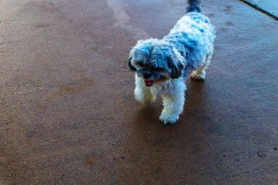 Dog with dog in background