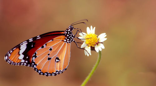 Close-up of butterfly pollinating on flower