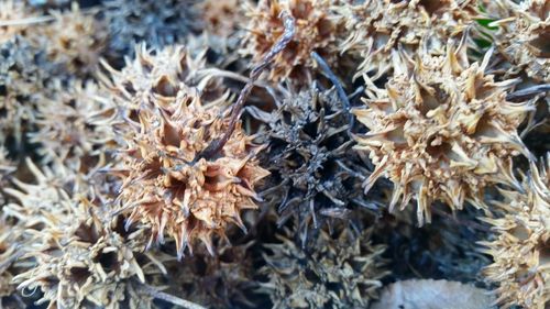 Close-up of plant growing in field