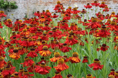 Close-up of poppy flowers