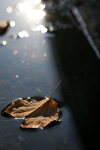 Close-up of dry autumn leaves