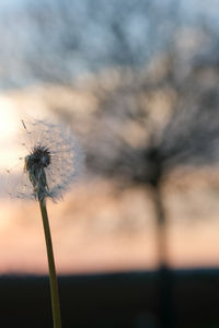 Close-up of dandelion on plant during sunset