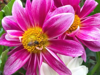 Close-up of insect on pink flower