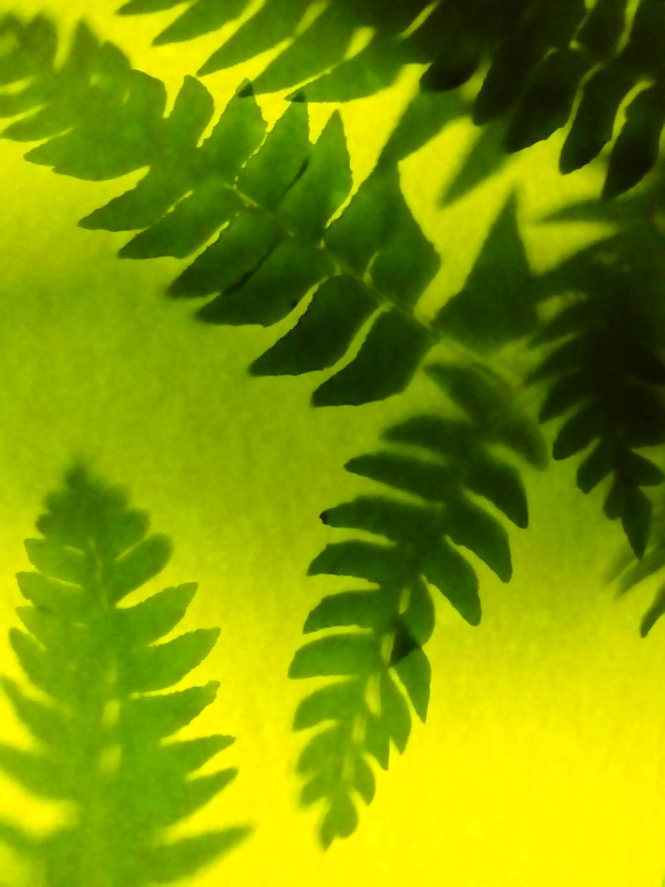 CLOSE-UP OF FERN GREEN LEAVES