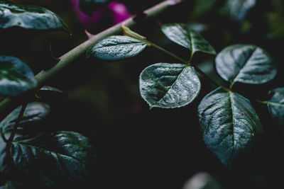 Close-up of fresh green rose leaves