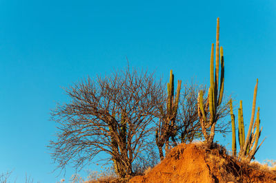 Bare tree and saguaros on rock at tatacoa desert against clear blue sky