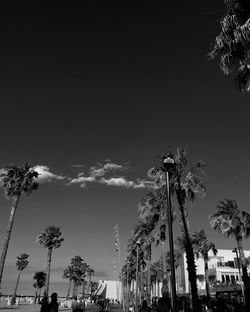 Low angle view of palm trees against sky