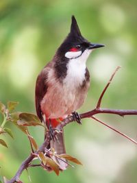 The portrait of a red-whiskered bulbul.