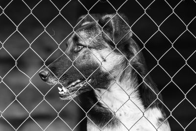 View of monkey on chainlink fence in zoo