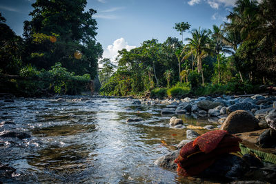 Scenic view of river flowing through rocks in forest